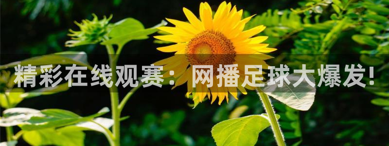 c7娱乐在线下载